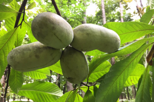 Paw paw fruits on tree