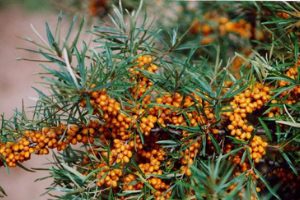 Sea buckthorn berries