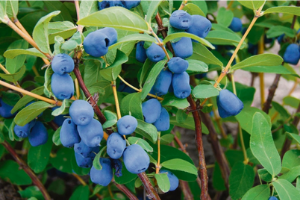 Blue haskap berries growing
