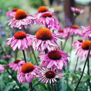 Cone Flowers