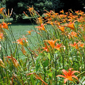 A daylily