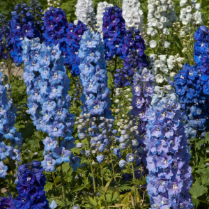 Delphiniums