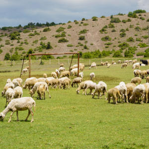 Targeted grazing