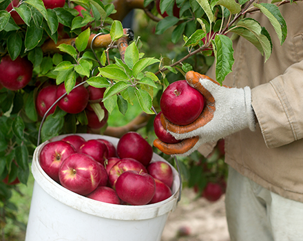 appleHarvestBucket