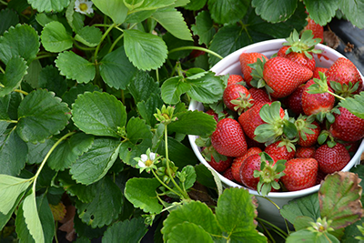 Strawberries