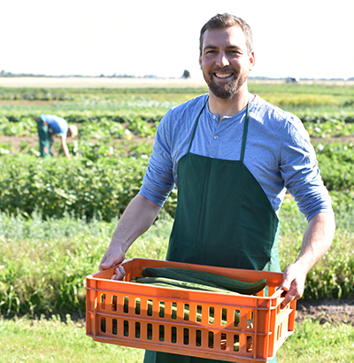 Man harvests cucumbers 