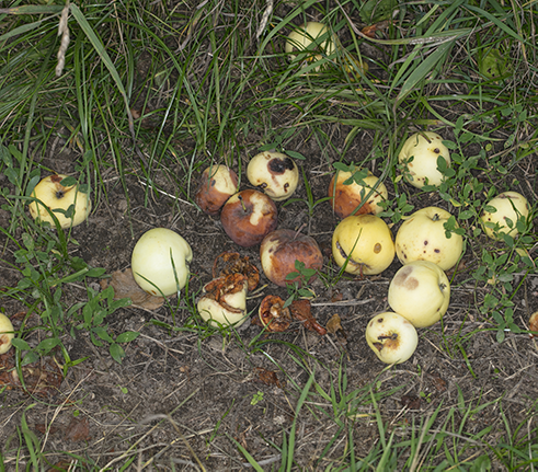 fallen apples