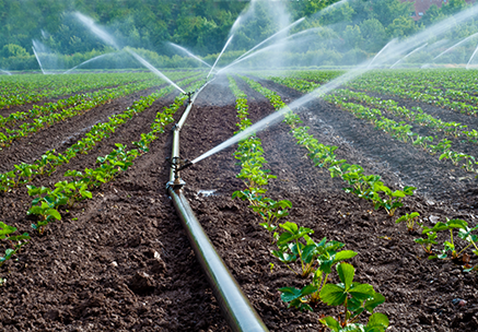 irrigation