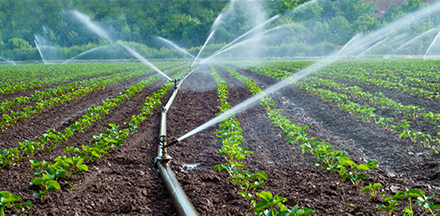 Irrigating a field