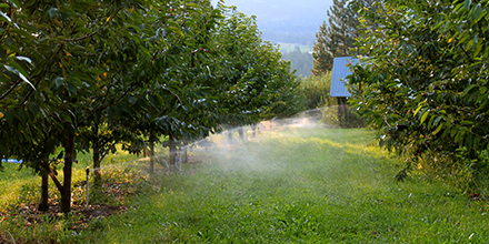 Irrigating an orchard
