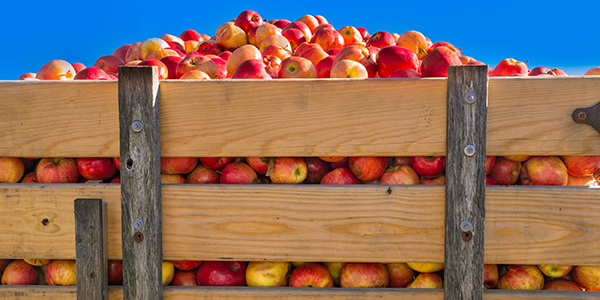 Apples in a wooden shipping bin