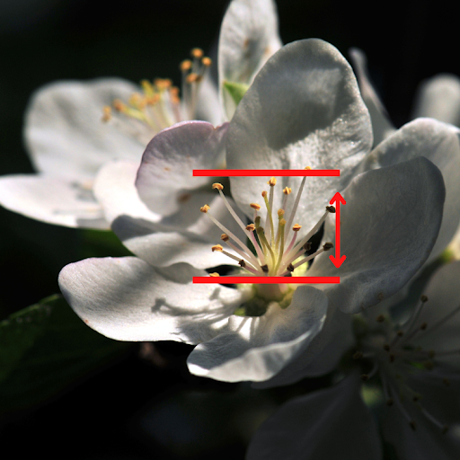 An apple blossom with the style indicated in a red box.