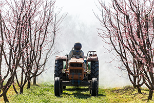 A tractor sprays pesticide in an orchard