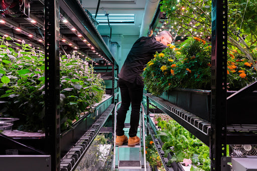 A worker inspects trays at Farm.One in NY.