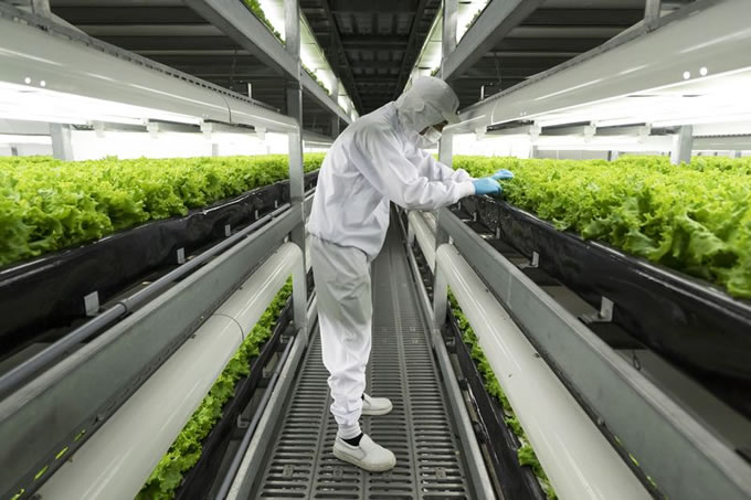 A worker at Spread's Kyoto technoplant.