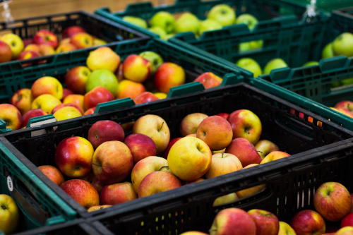 apples in harvest bins