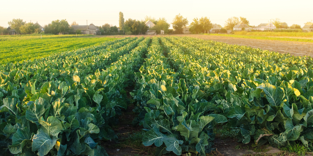 field of cauliflower in morning sunlight