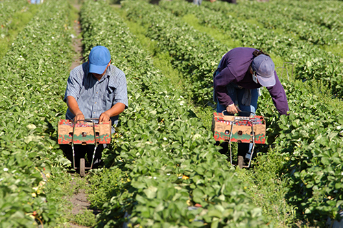 harvest strawberries