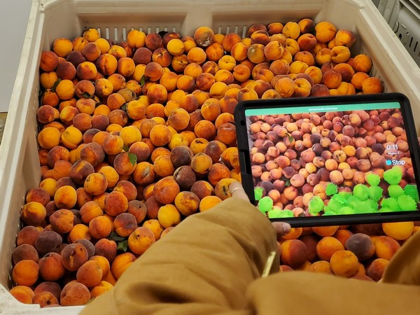 Person uses tablet to scan bin of peaches with Croptracker's Harvest Quality Vision technology.