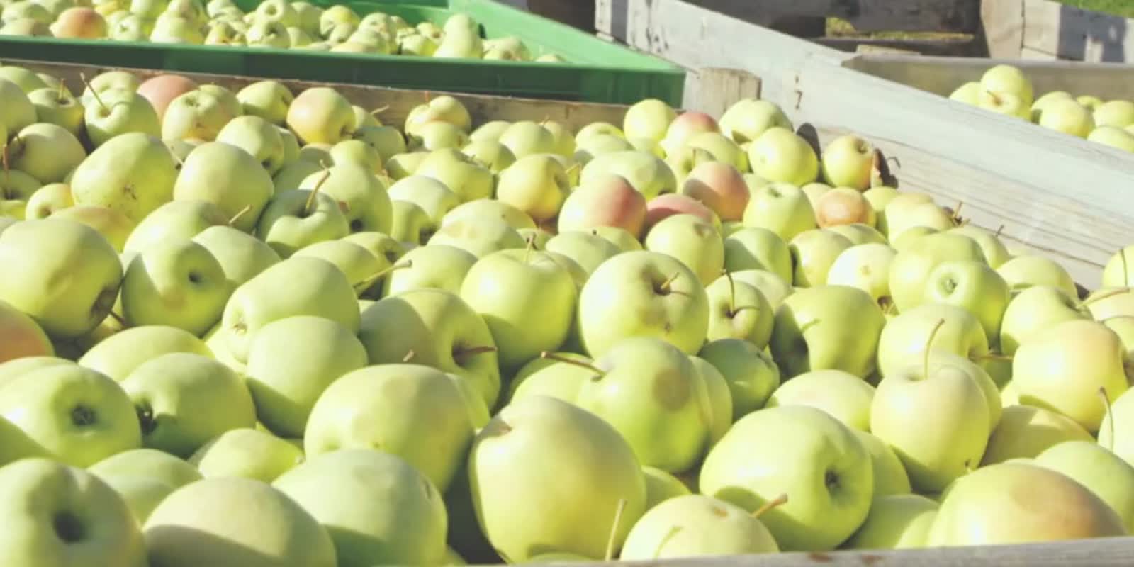 Harvest Quality Vision™