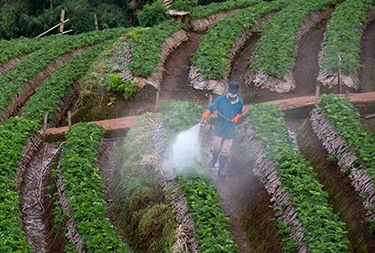 spraying a terraced field
