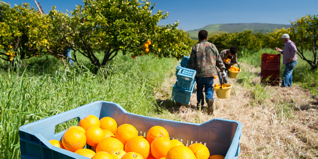 orangeHarvestCover