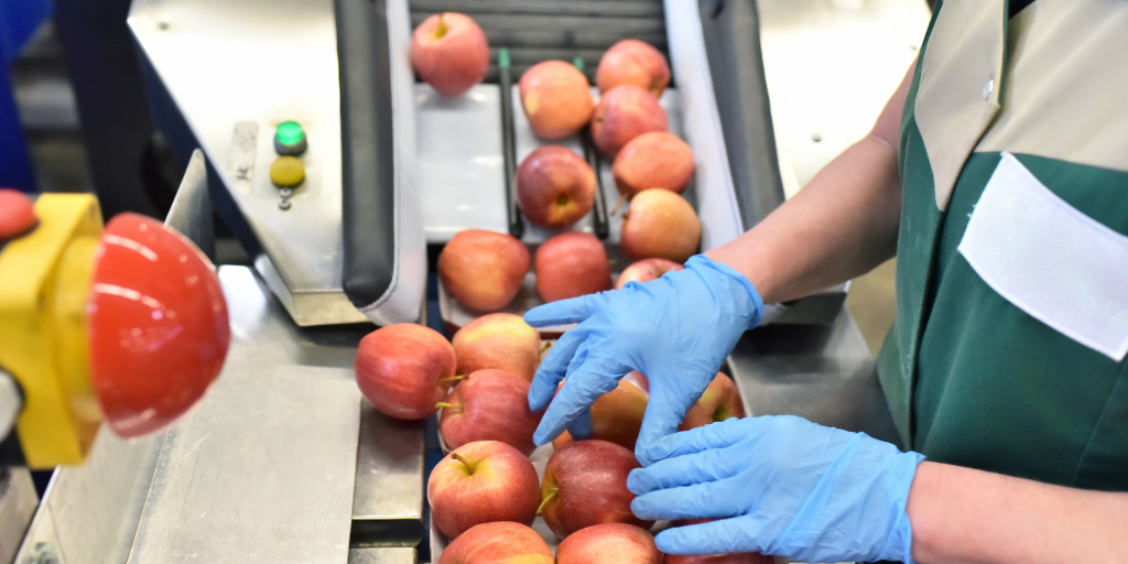 apples being packed into a tray on a line