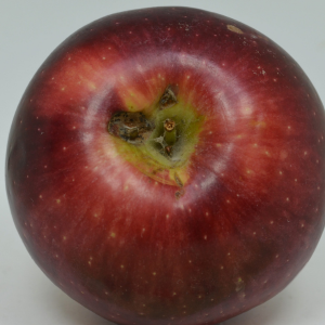 An apple with clipper damage around the stem bowl