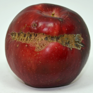 An apple with limbrub