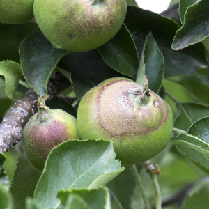 Apples show sun damage