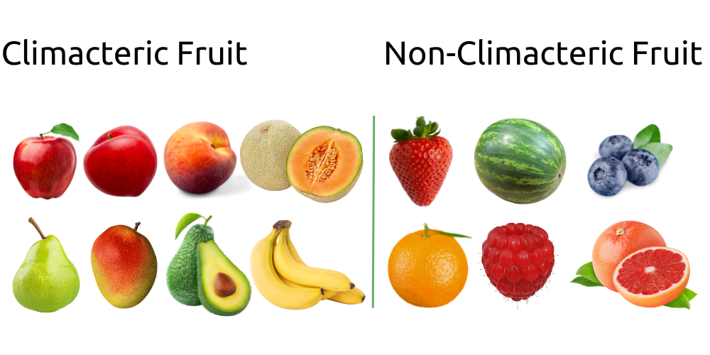 Climacteric Fruit include apples, peaches, pears, bananas and other fruit that continue to ripen after being separated from the plant
