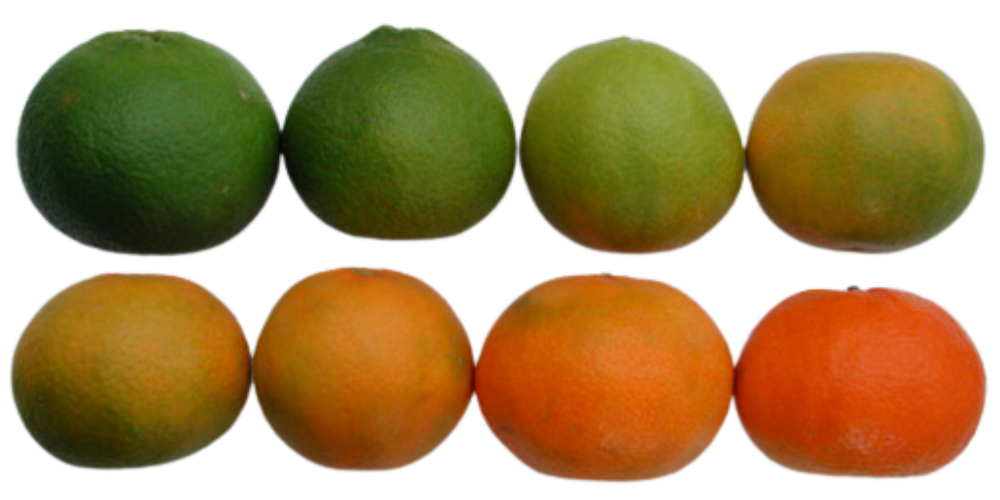 An orange degreening chart shows the progression of color development