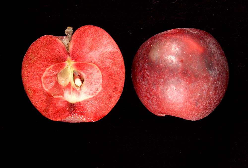 Otterson apple shown whole and halved