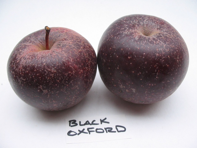 Black Oxford apples labelled on a table