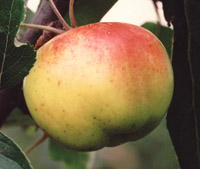 Breedon Pippin apple