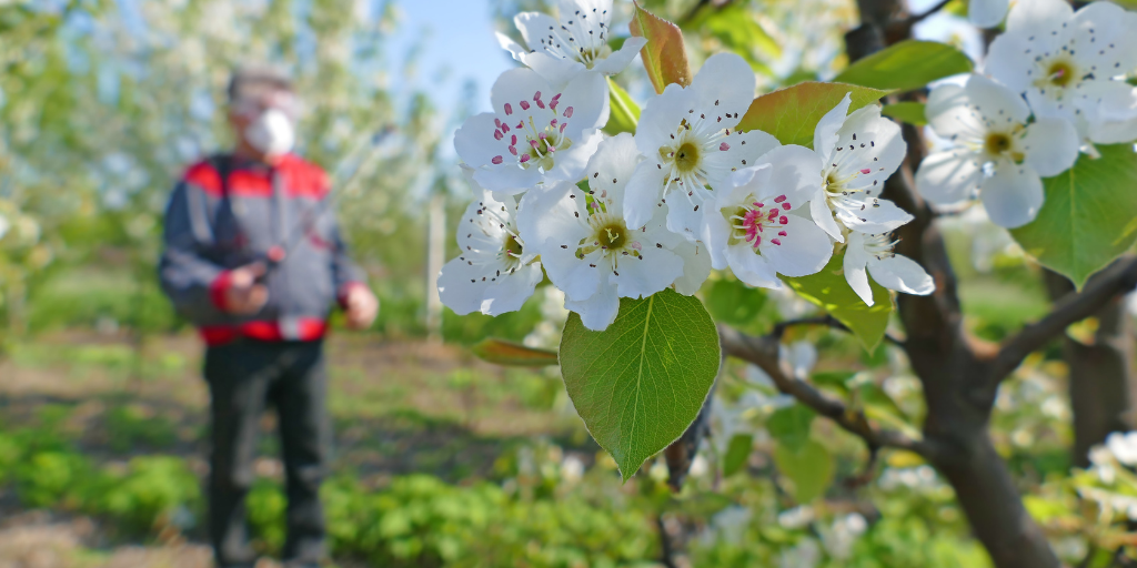 apple blossoms being treated with chemical application