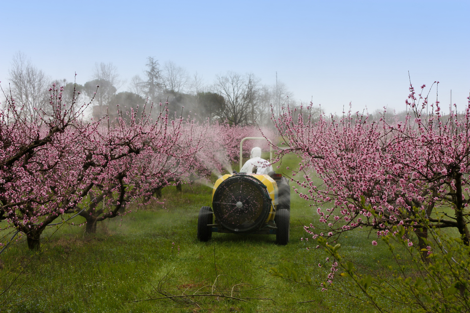 Orchard worker operating airblast sprayer through fruit trees during pest management season