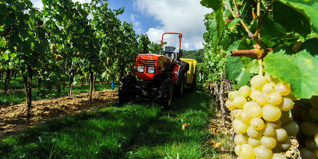 A tractor parked in a vineyard