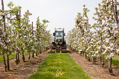 Farmer in vinyard with phone