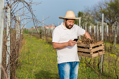 Farmer in vinyard with phone